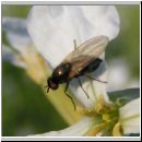 Calliopum sp - Faulfliege 01a.jpg